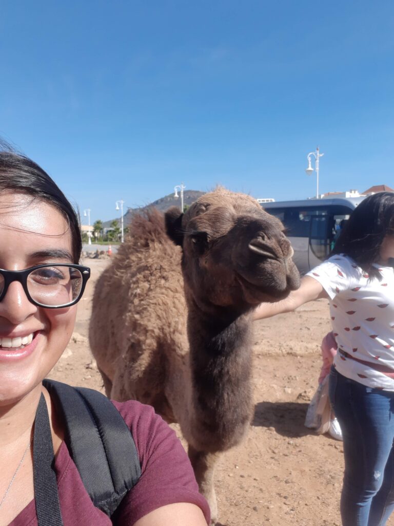 Camel ride on the beach Morocco