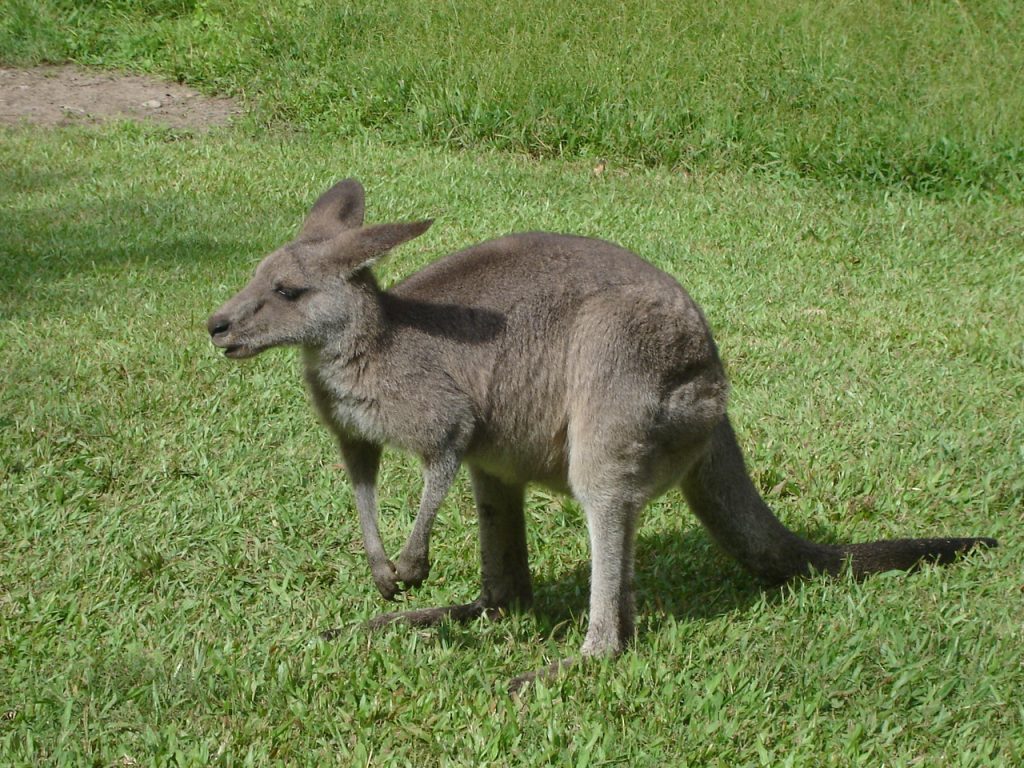 Studying in Australia as a teenager - Baby kangaroo