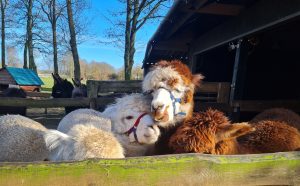 Birthday idea Alpaca picnic in Drenthe (NL) header 1