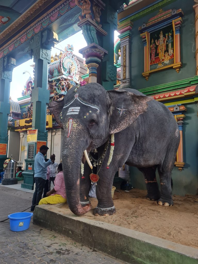 A must-do Bicycle tour in Pondicherry (India) Elephant temple