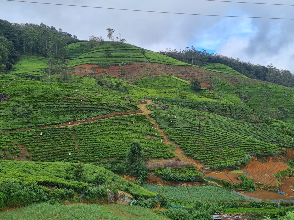 6 Reasons why you have to add Nuwara Eliya to your Sri Lanka itinerary!