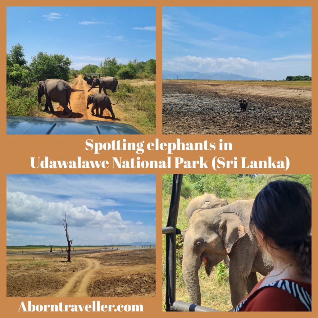 Spotting elephants in Udawalawe National Park (Sri Lanka)10