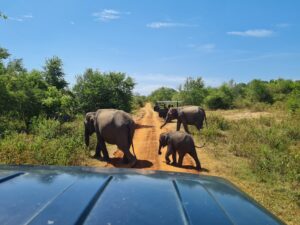 Spotting elephants in Udawalawe National Park (Sri Lanka)1