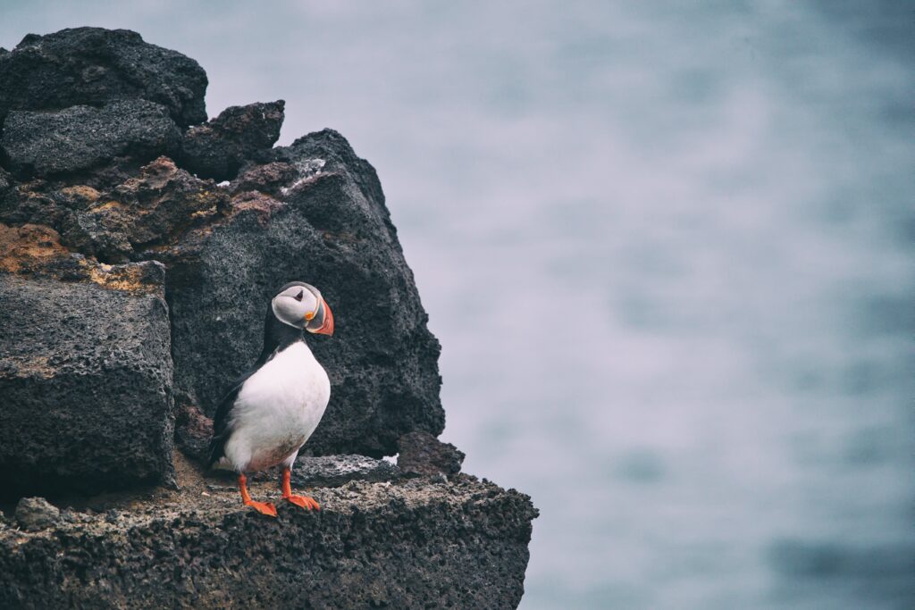 Iceland for Dummies - A mini guide Puffin