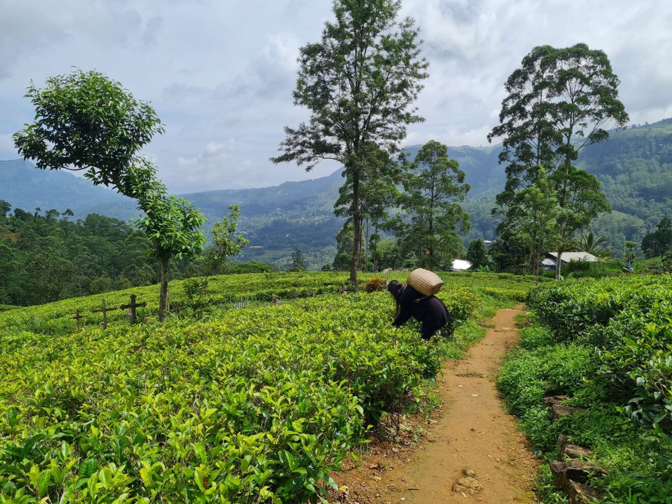 Blue Field Tea Factory in Ramboda, Sri Lanka – my experience - A Born ...