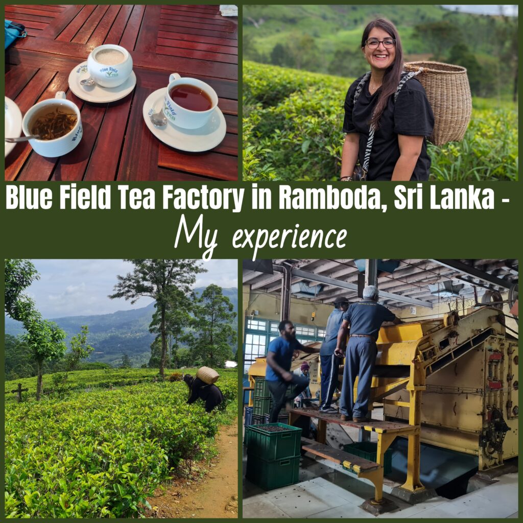 Blue Field Tea Factory in Ramboda, Sri Lanka - my experience 5 (2)