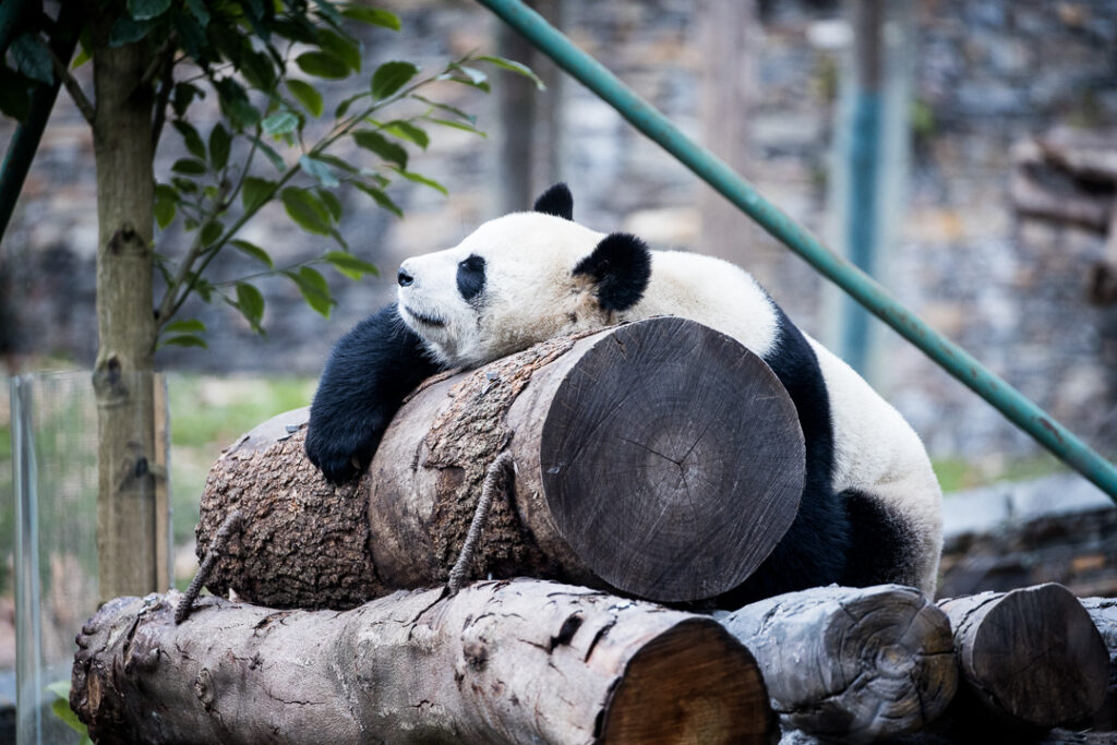 What’s it like to live and work in Chengdu (China) as an expat 1